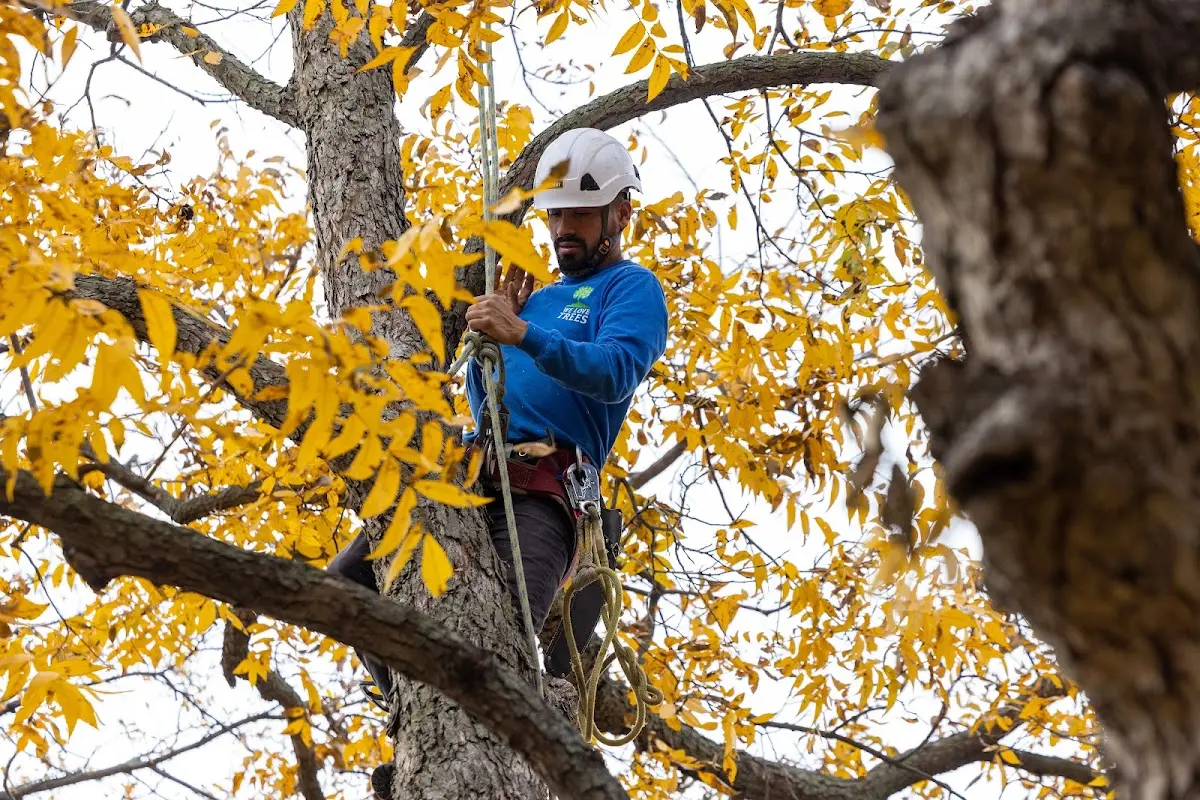 Skilled Tree Planing crew working in Vernon